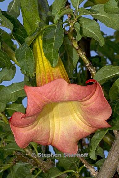 brugmansia sanguinea 3 graphic